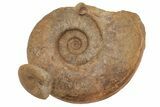 Two Jurassic Ammonite Fossils - Dorset, England #216645-1